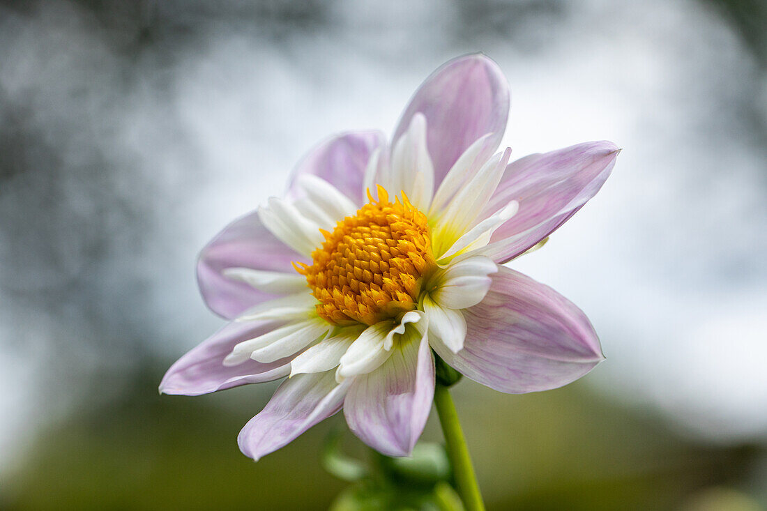 Dahlia 'Teesbroke Audrey'