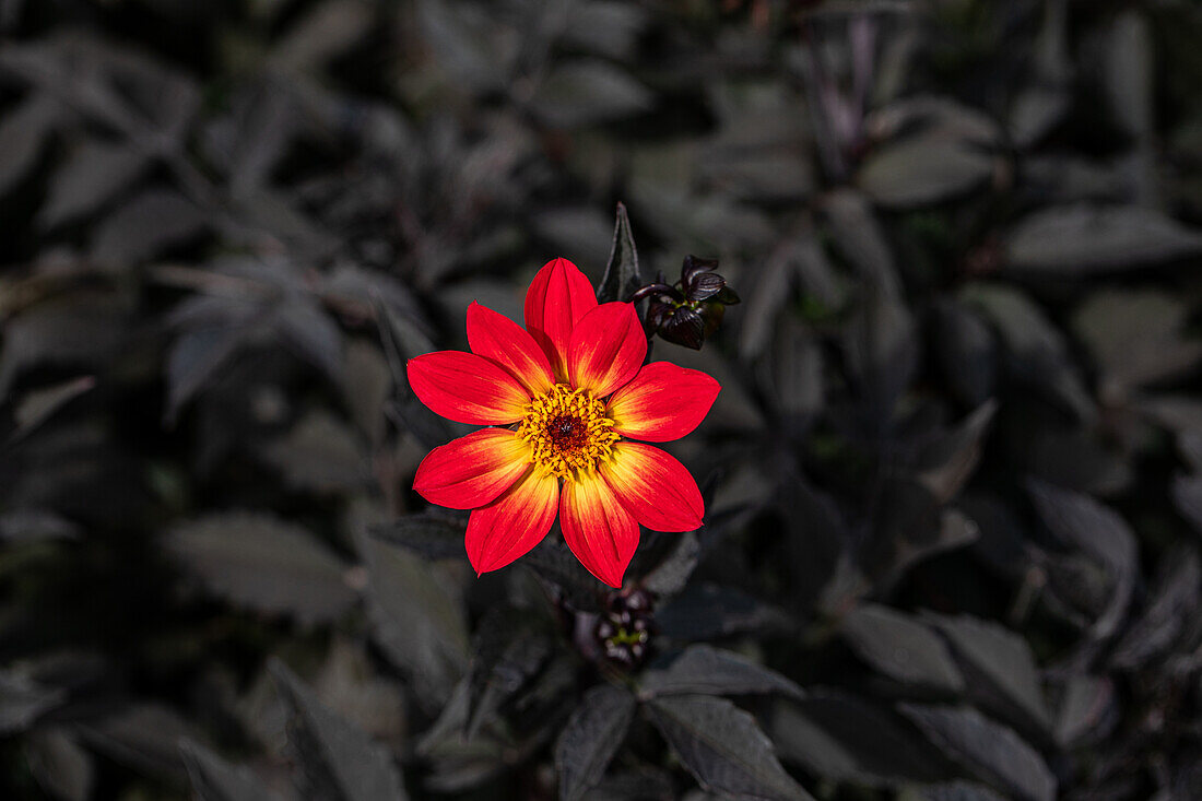 Dahlia 'Happy Single Flame'