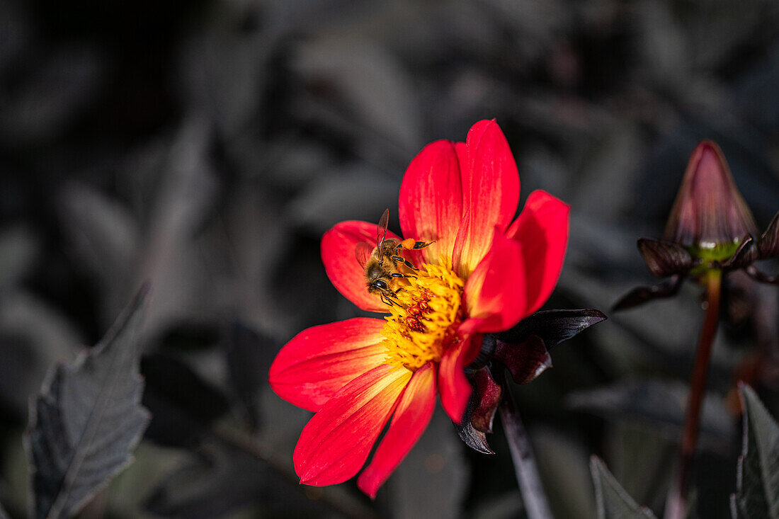 Dahlia Happy Single Flame