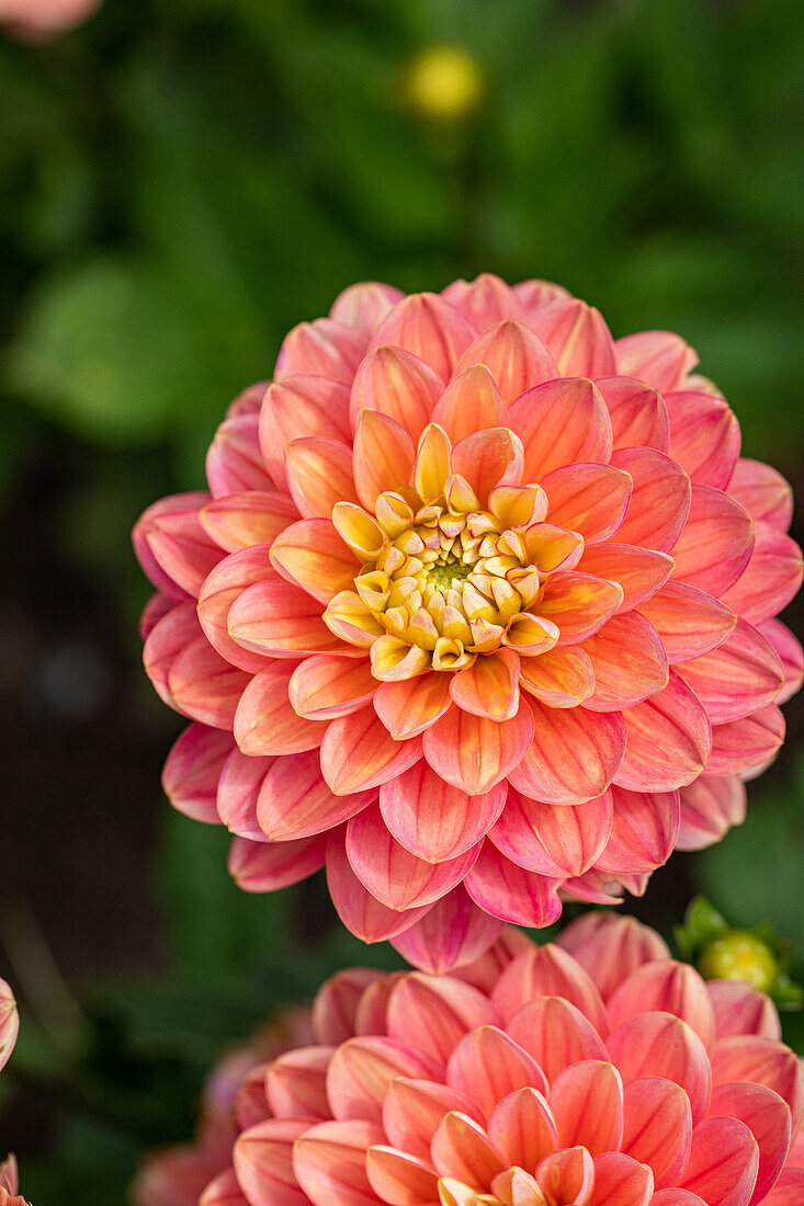 Dahlia Water lily