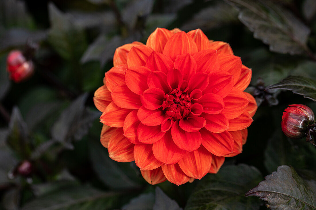 Dahlia Ellen Huston