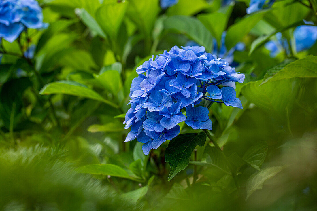 Hydrangea macrophylla 'Belle Seduction'®