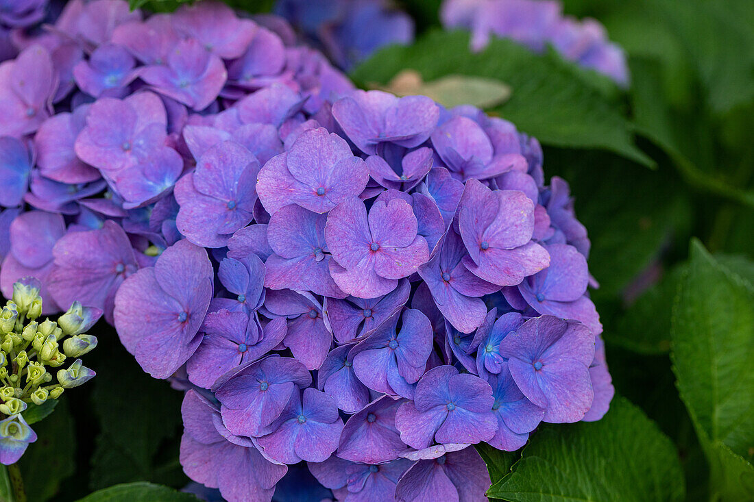 Hydrangea macrophylla, purple