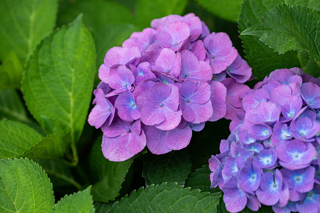 Hydrangea macrophylla, lila