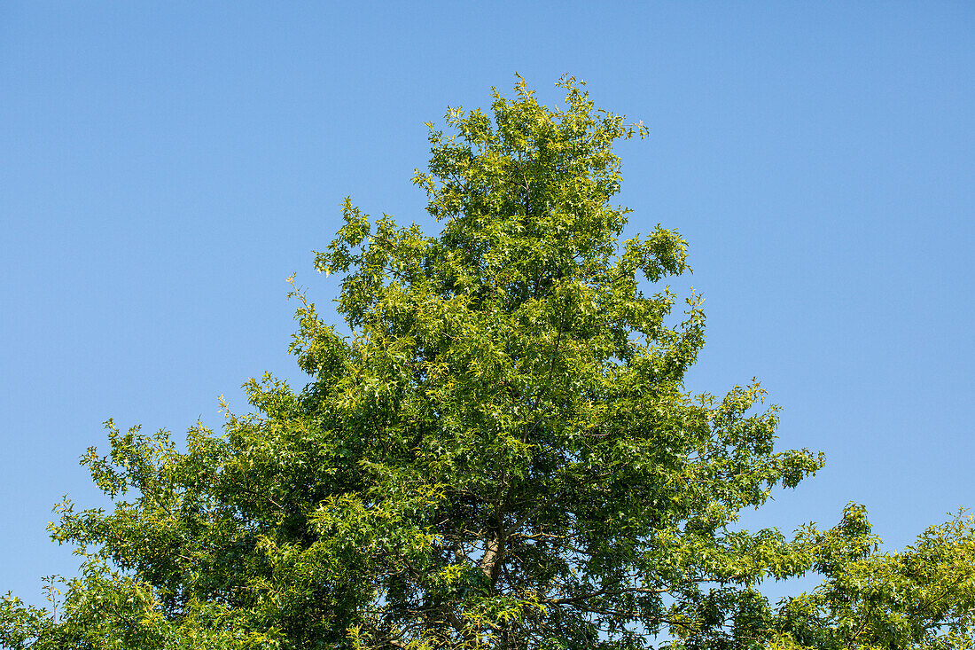 Quercus rubra