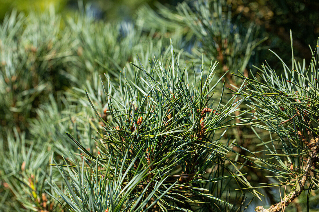 Needles of a conifer