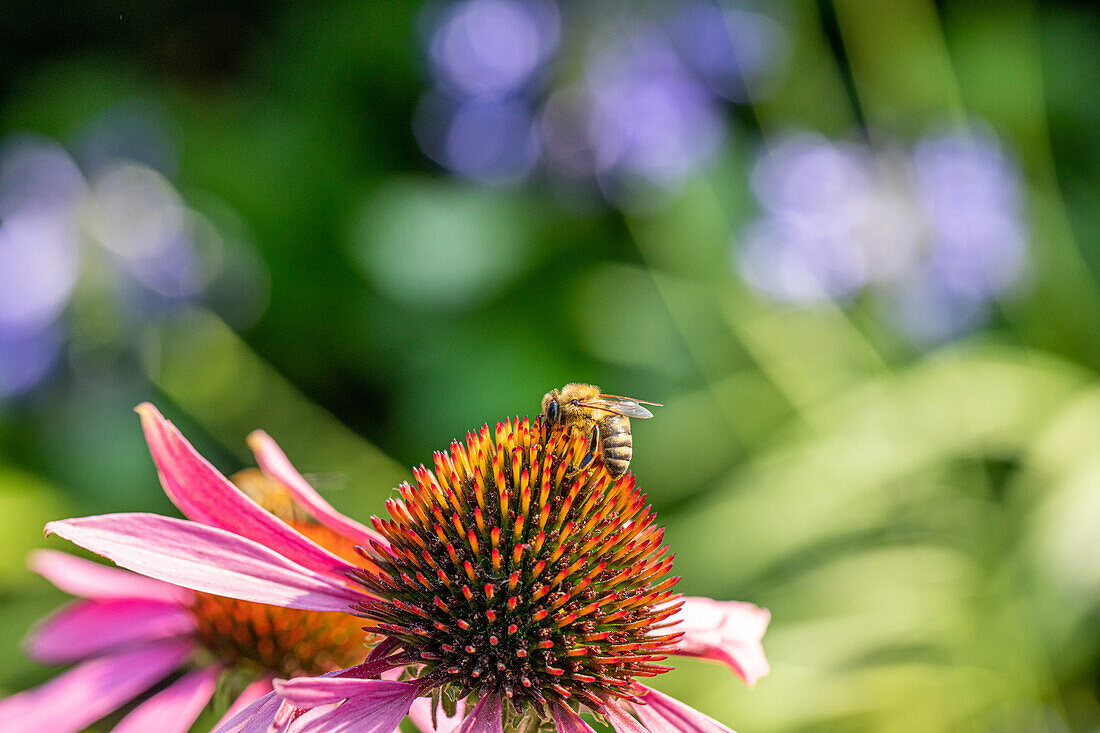 Echinacea purpurea