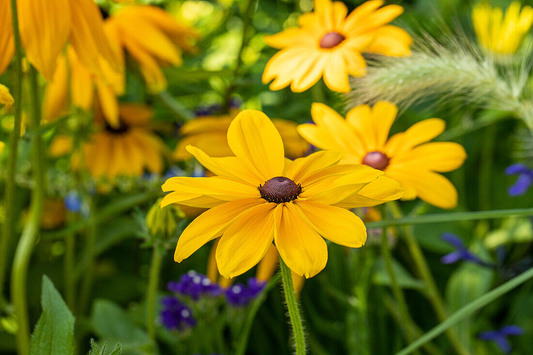 Rudbeckia hirta