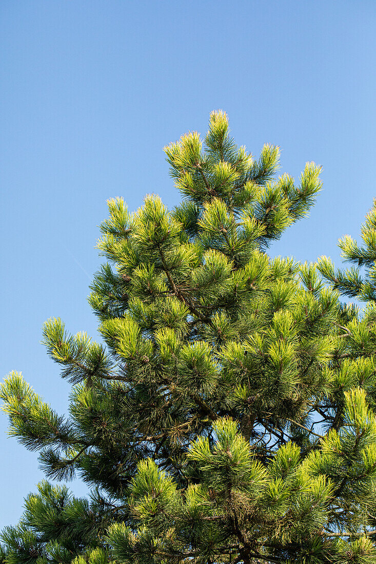 Pinus mugo