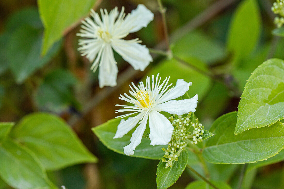 Clematis fargesioides