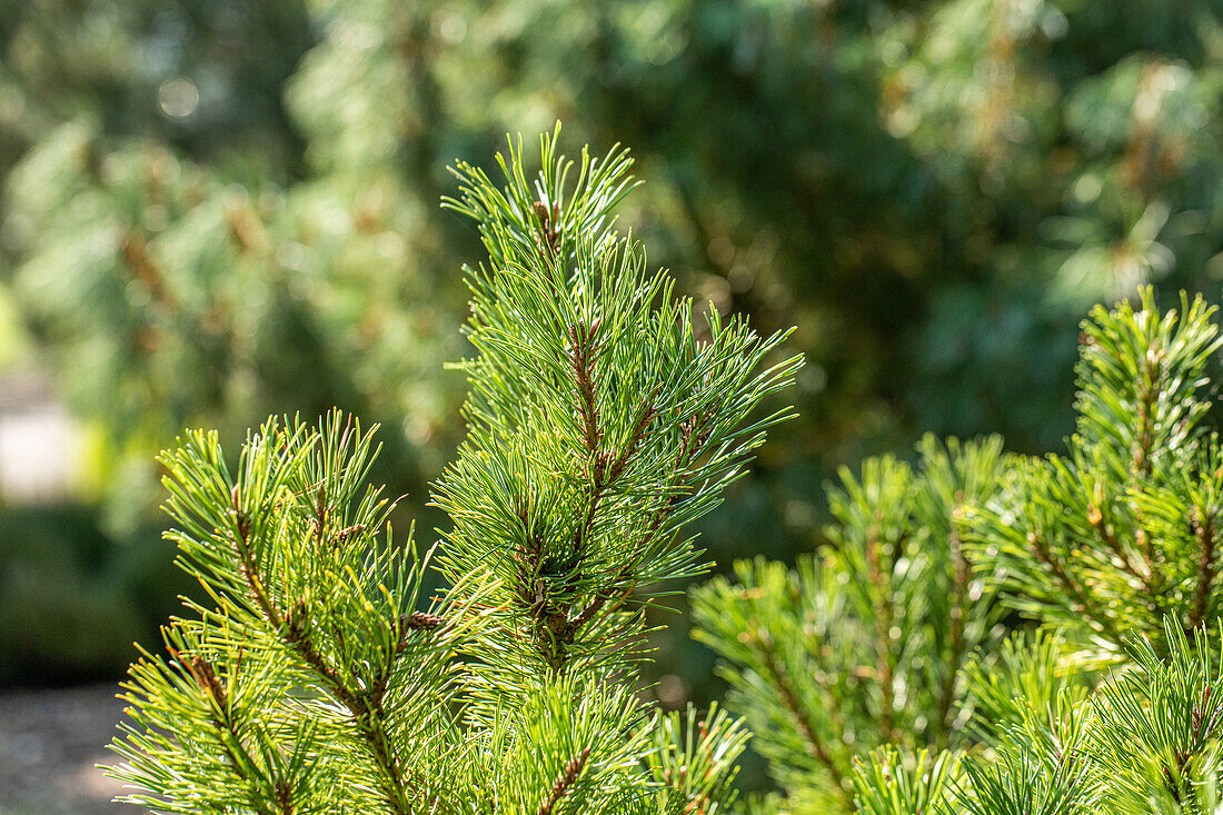 Pinus mugo 'Dirk'