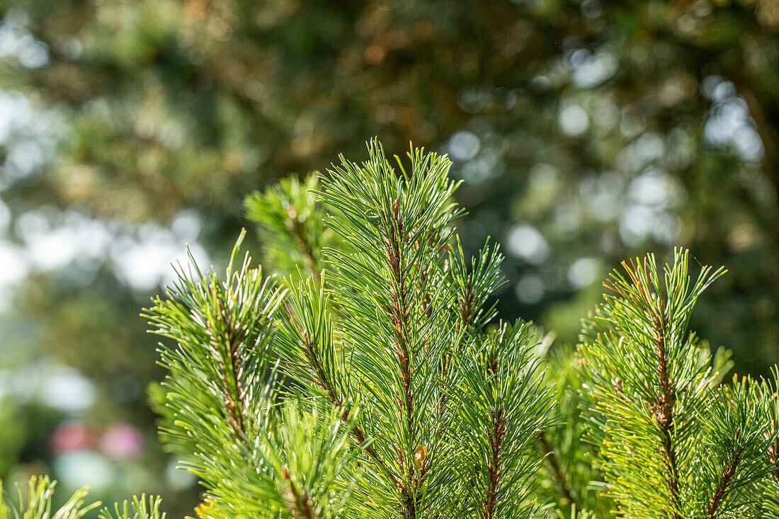 Pinus mugo 'Dirk