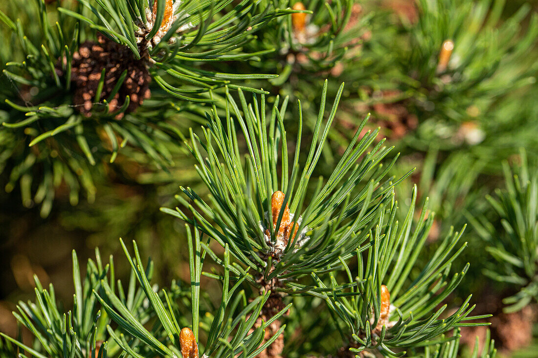 Pinus mugo 'Laurin'
