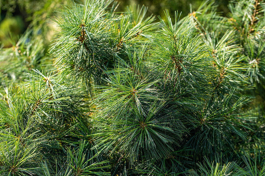 Pinus wallichiana 'Nana'