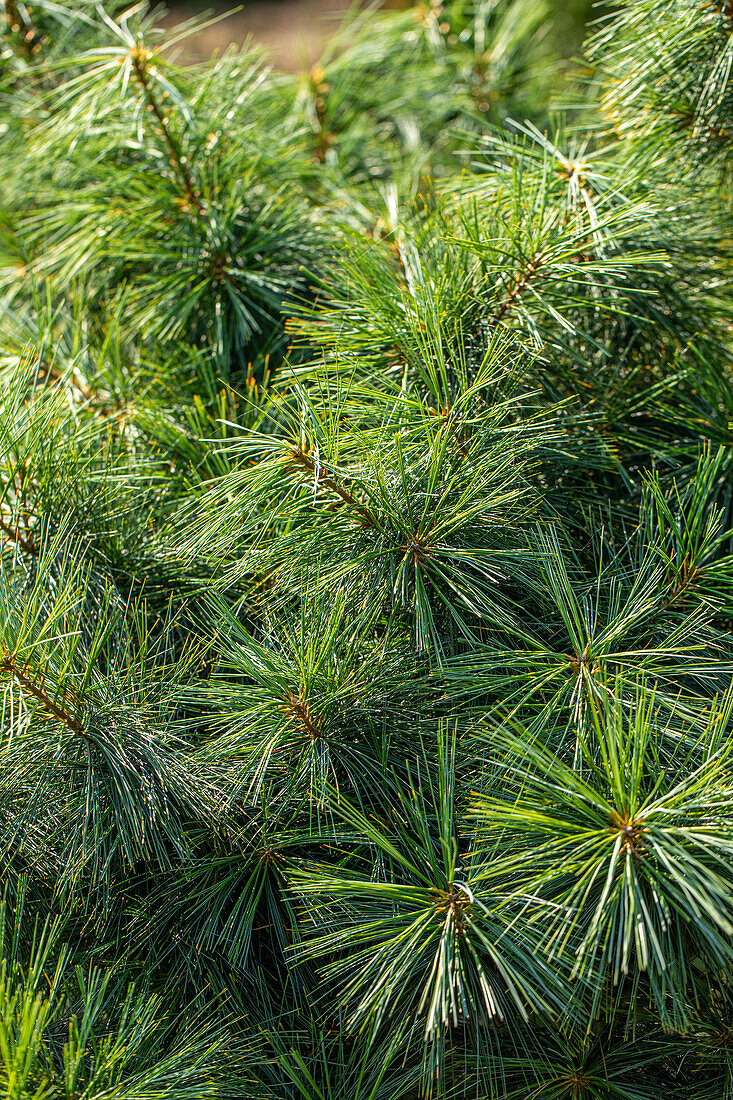 Pinus wallichiana 'Nana