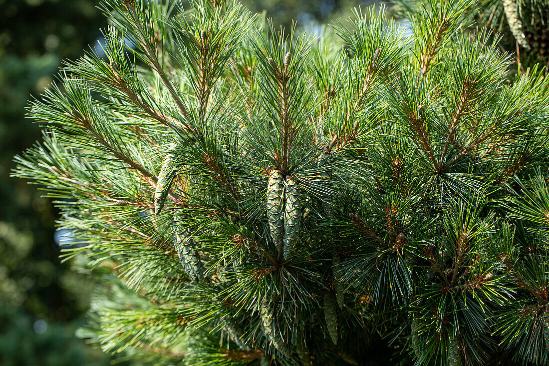 Pinus strobus 'Radiata'