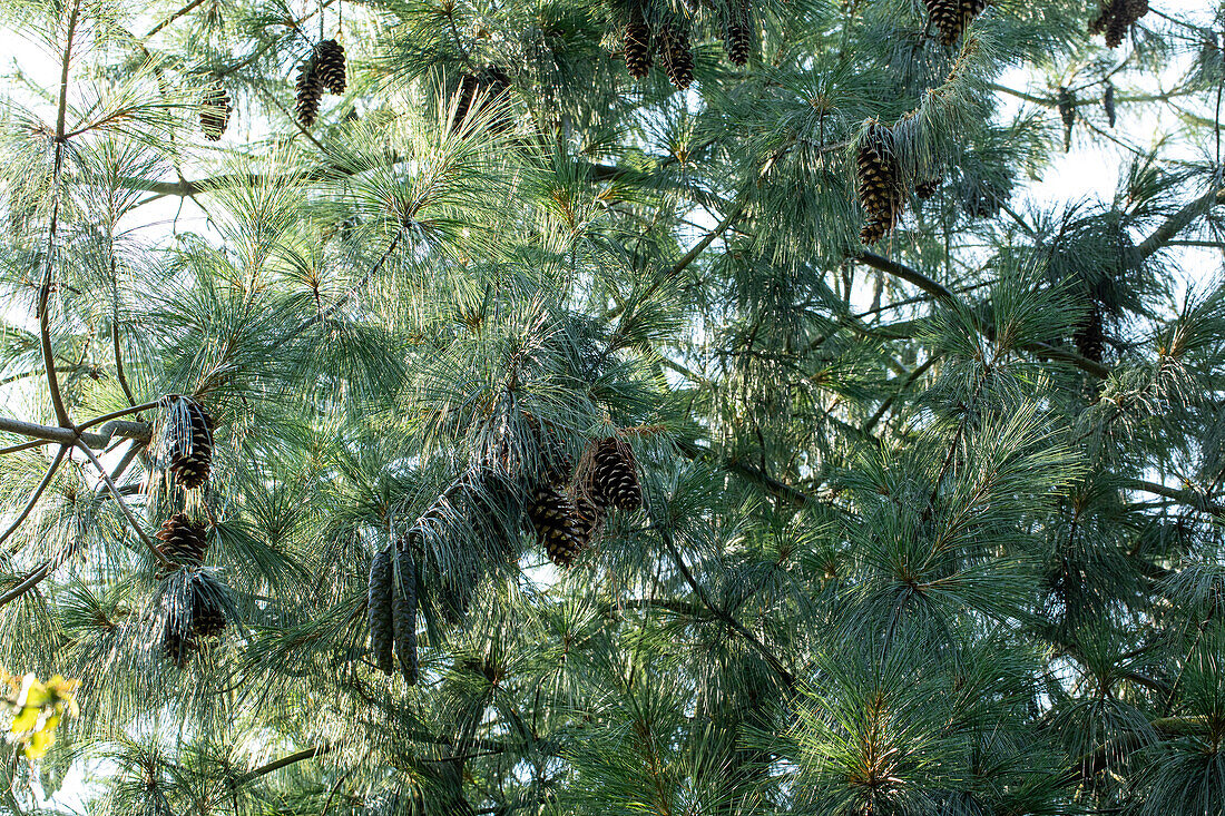 Pinus x schwerinii