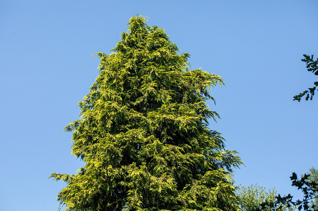 Chamaecyparis lawsoniana