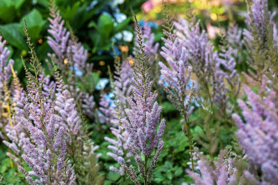 Astilbe chinensis var. pumila