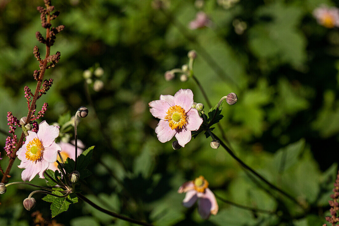 Anemone japonica, pink