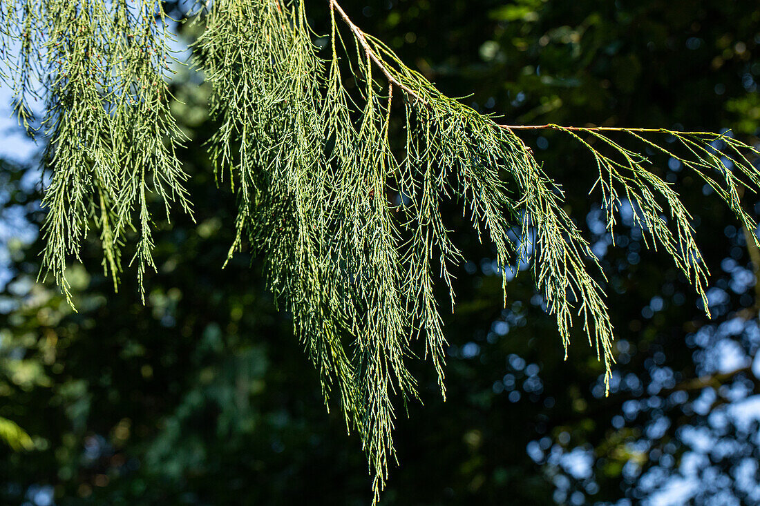 Chamaecyparis lawsoniana 'Imbricata Pendula'.