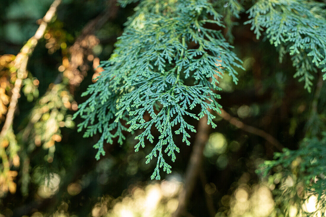 Chamaecyparis lawsoniana 'Robusta'