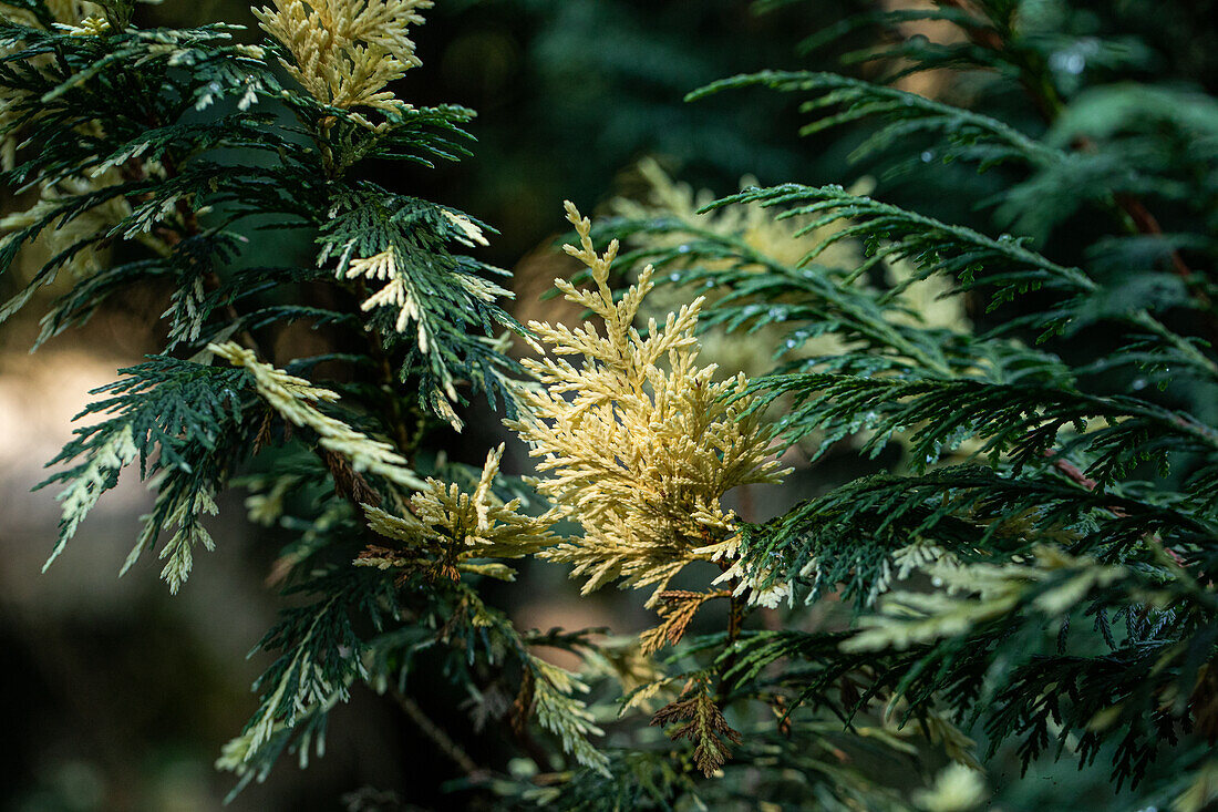 Chamaecyparis nootkatensis 'Variegata'