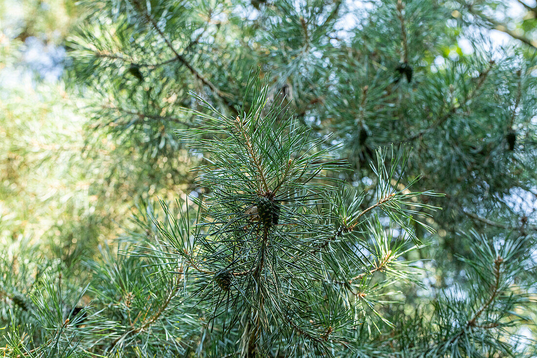 Pinus cembra