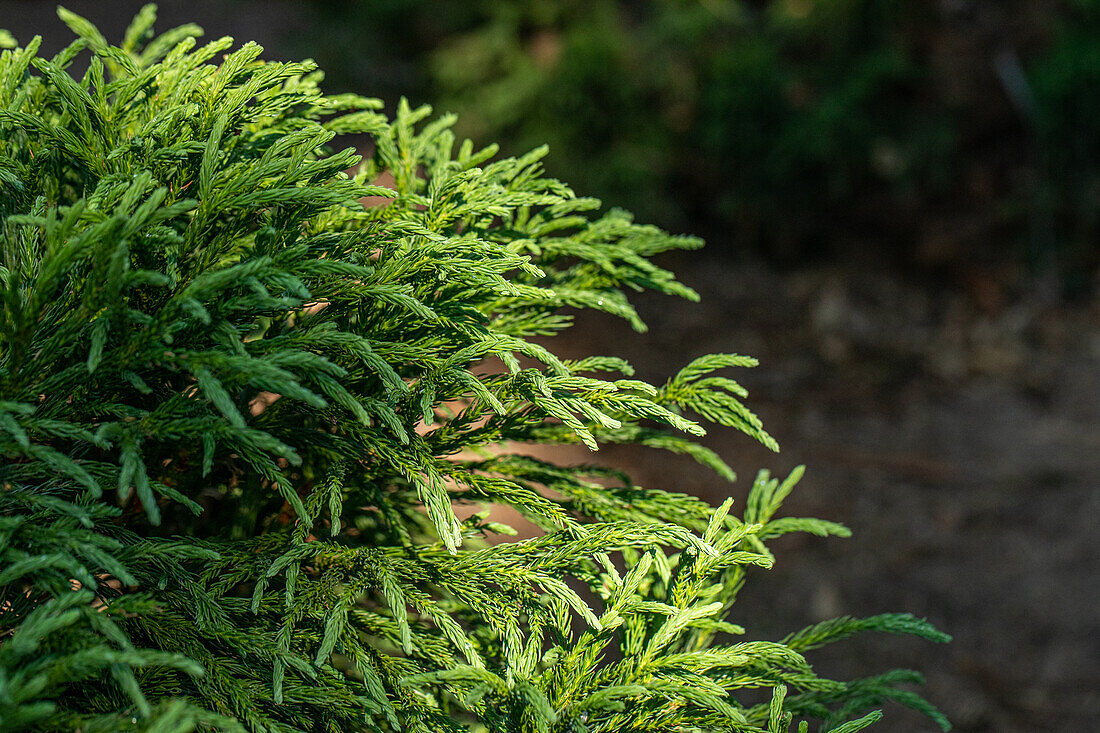 Cryptomeria japonica 'Globosa Nana'.