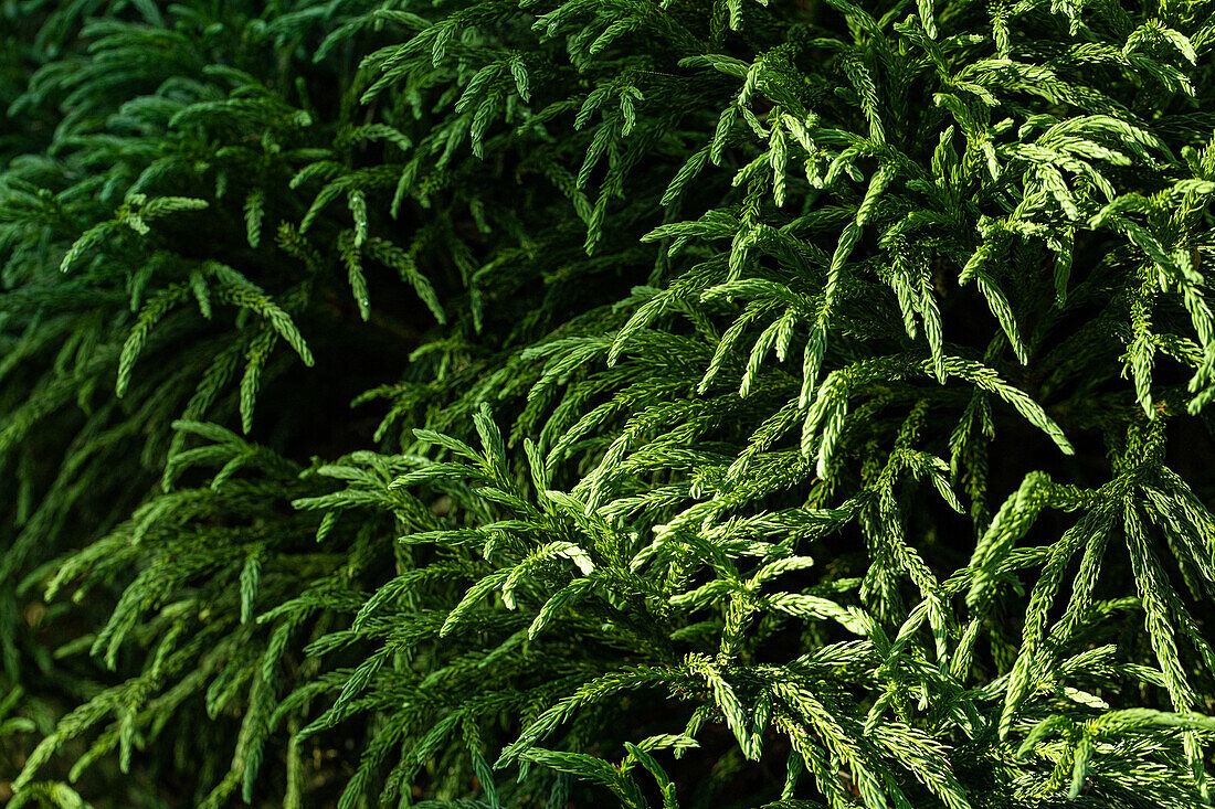 Cryptomeria japonica 'Globosa Nana'