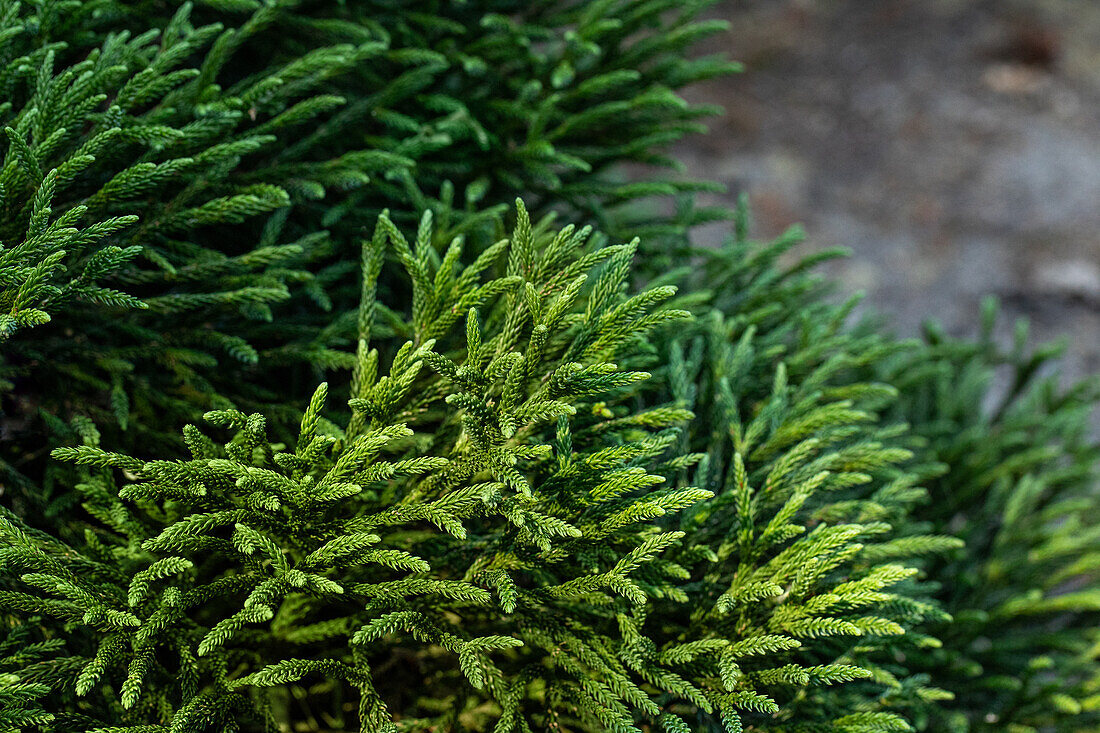 Cryptomeria japonica 'Little Champion'