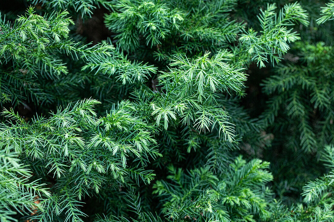 Cryptomeria japonica 'Vilmorin Gold'