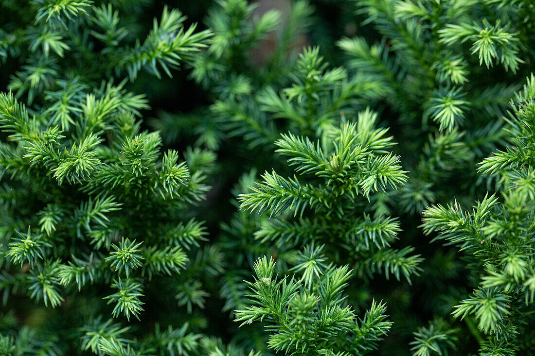 Cryptomeria japonica 'Vilmoriniana'