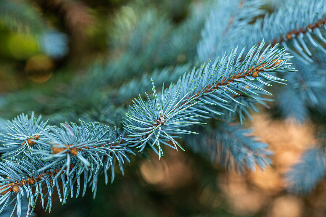 Picea pungens 'Bittersdorfer Zwerg' (Bittersdorf dwarf)