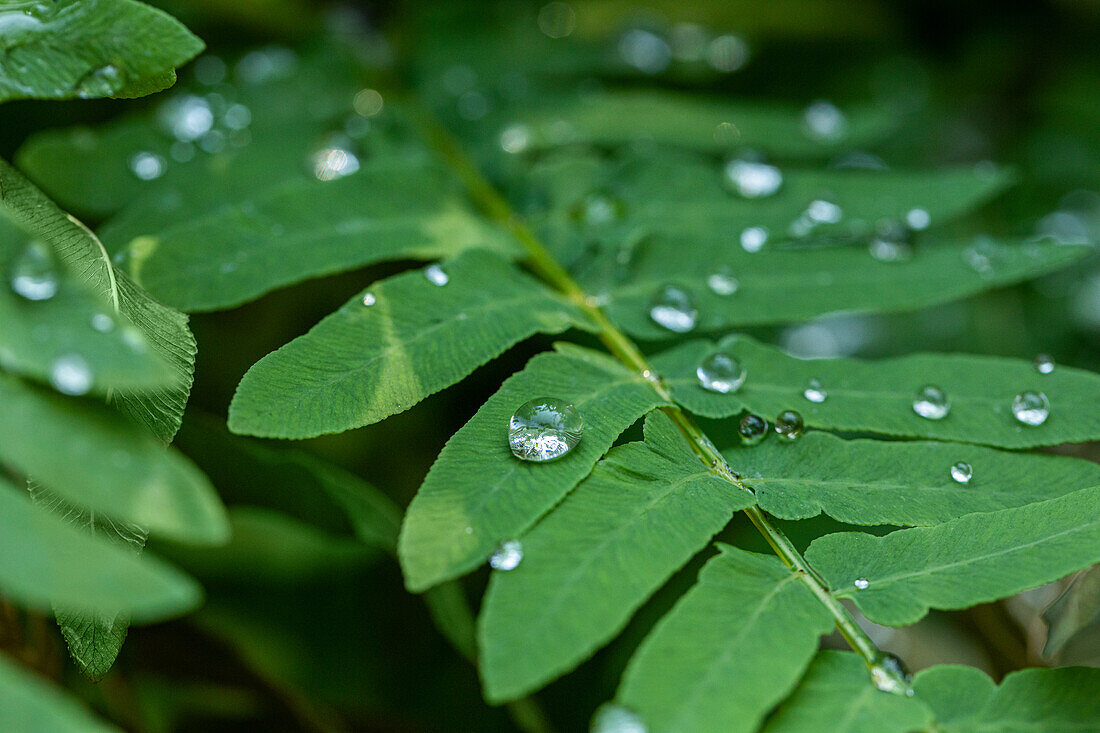 Wassertropfen auf Blatt