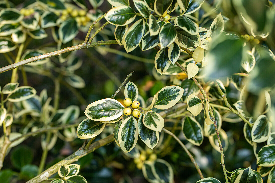 Ilex aquifolium Silver van Tol