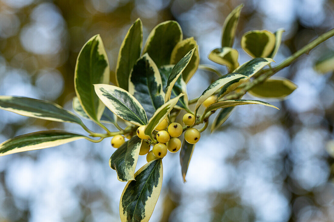 Ilex aquifolium 'Silver van Tol'