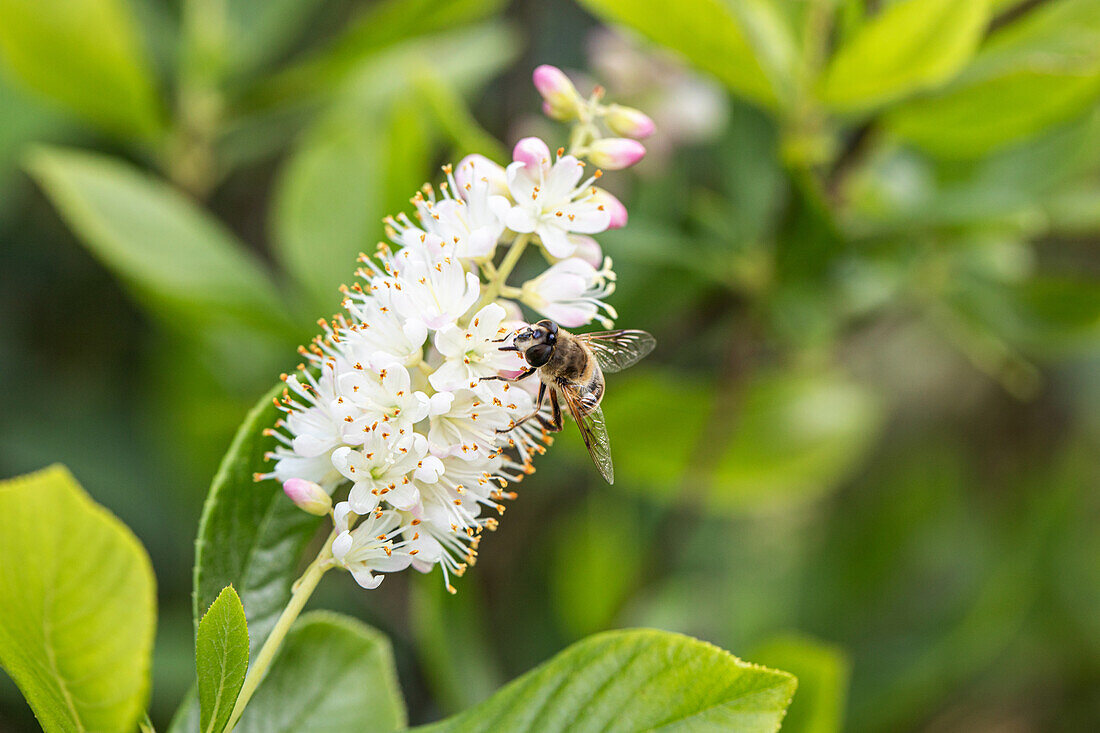 Hoverfly on blossom