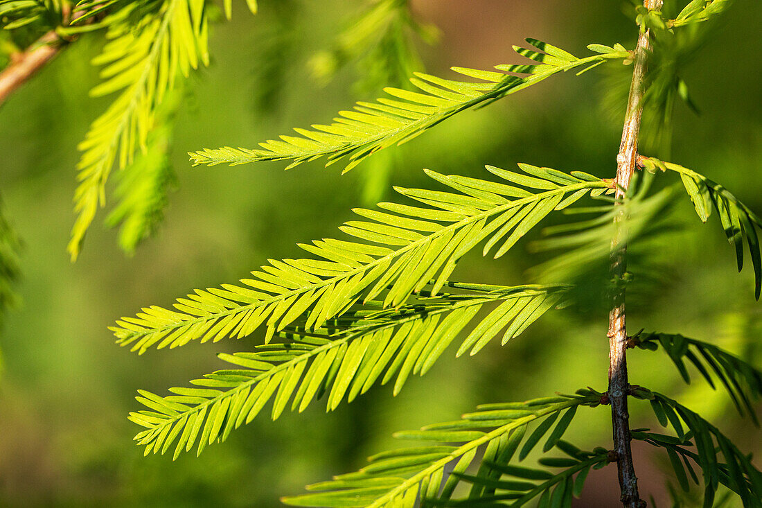 Taxodium distichum Rick. 