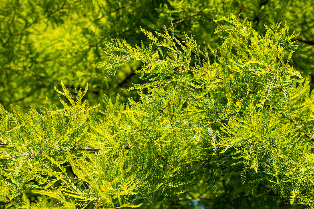 Taxodium distichum Rick. 