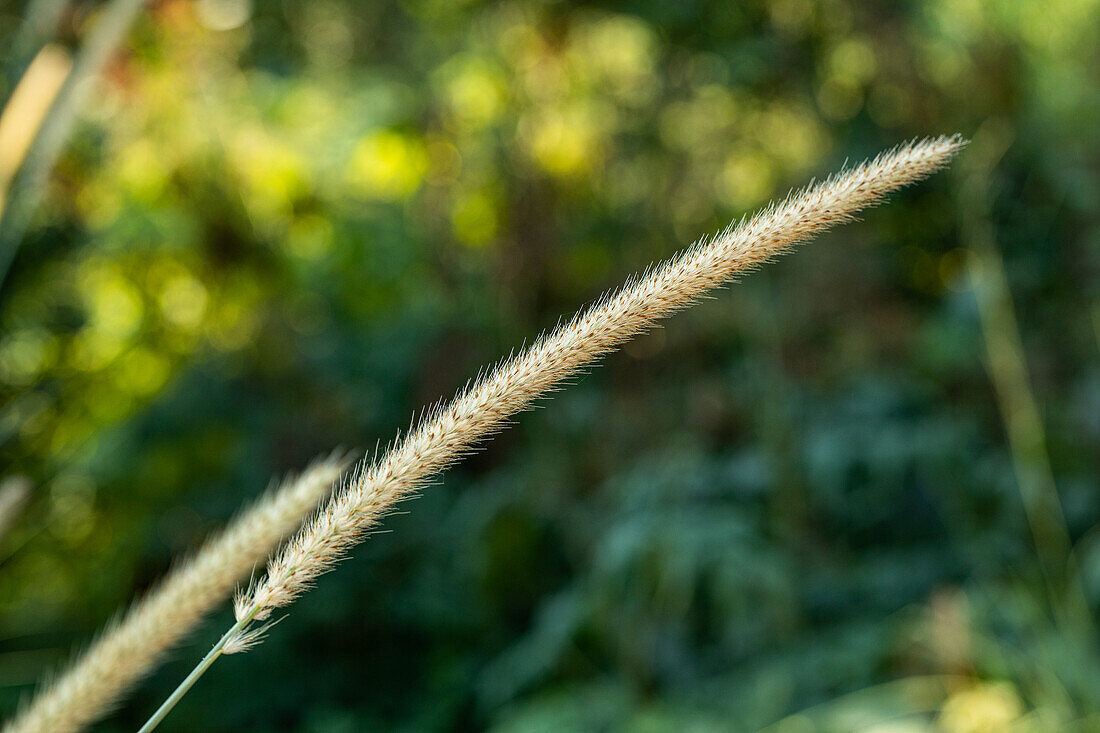 Pennisetum macrourum 'Tail Feather'