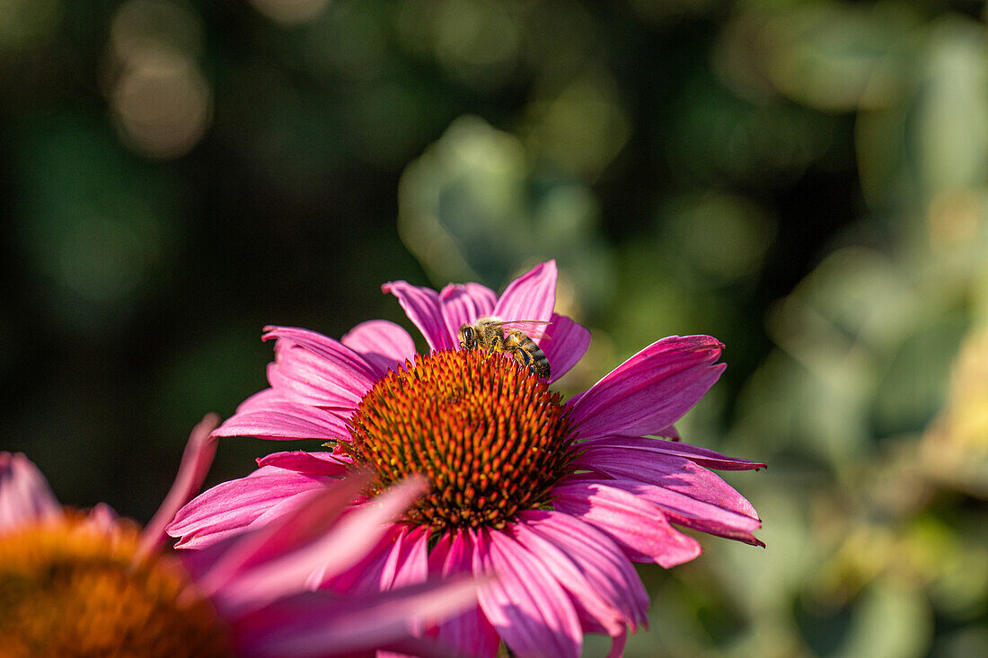 Echinacea purpurea, rosa