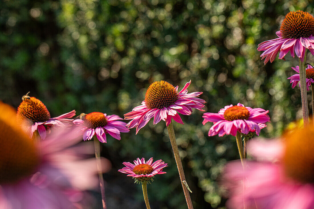 Echinacea purpurea, rosa