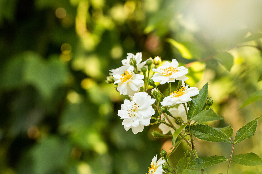 Climbing rose, white