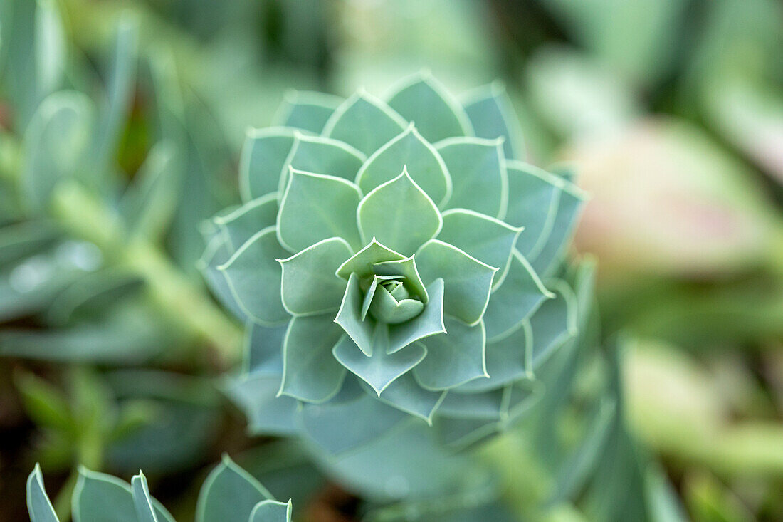 Euphorbia myrsinites