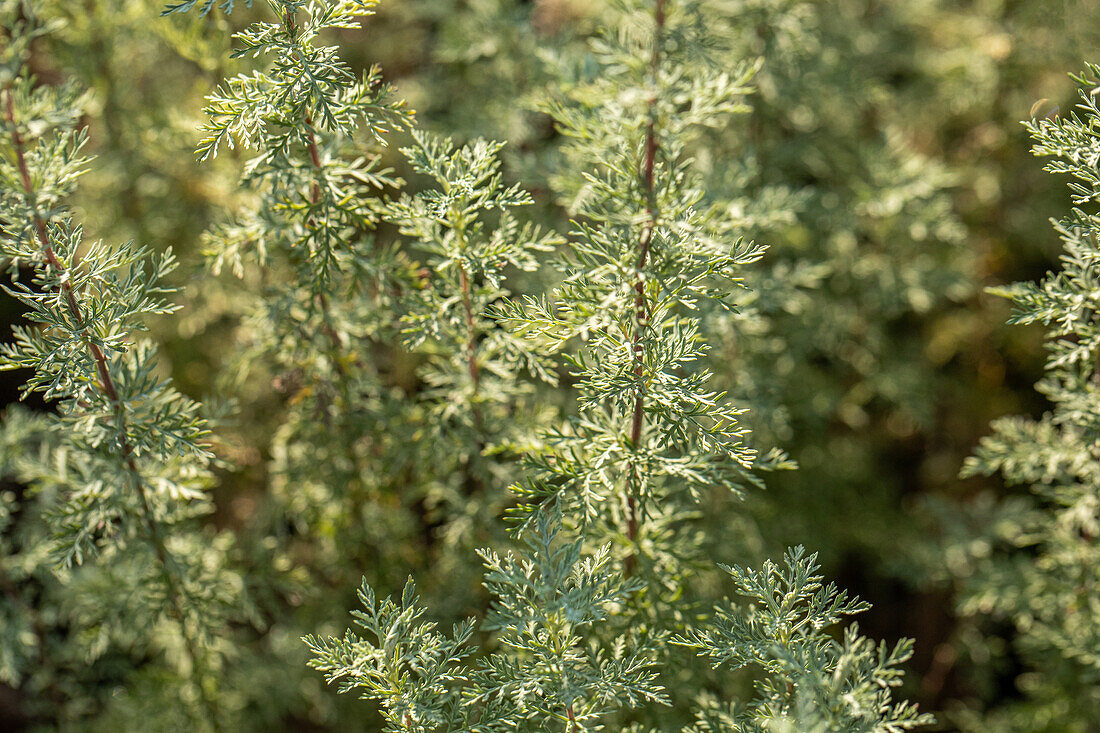 Artemisia absinthium