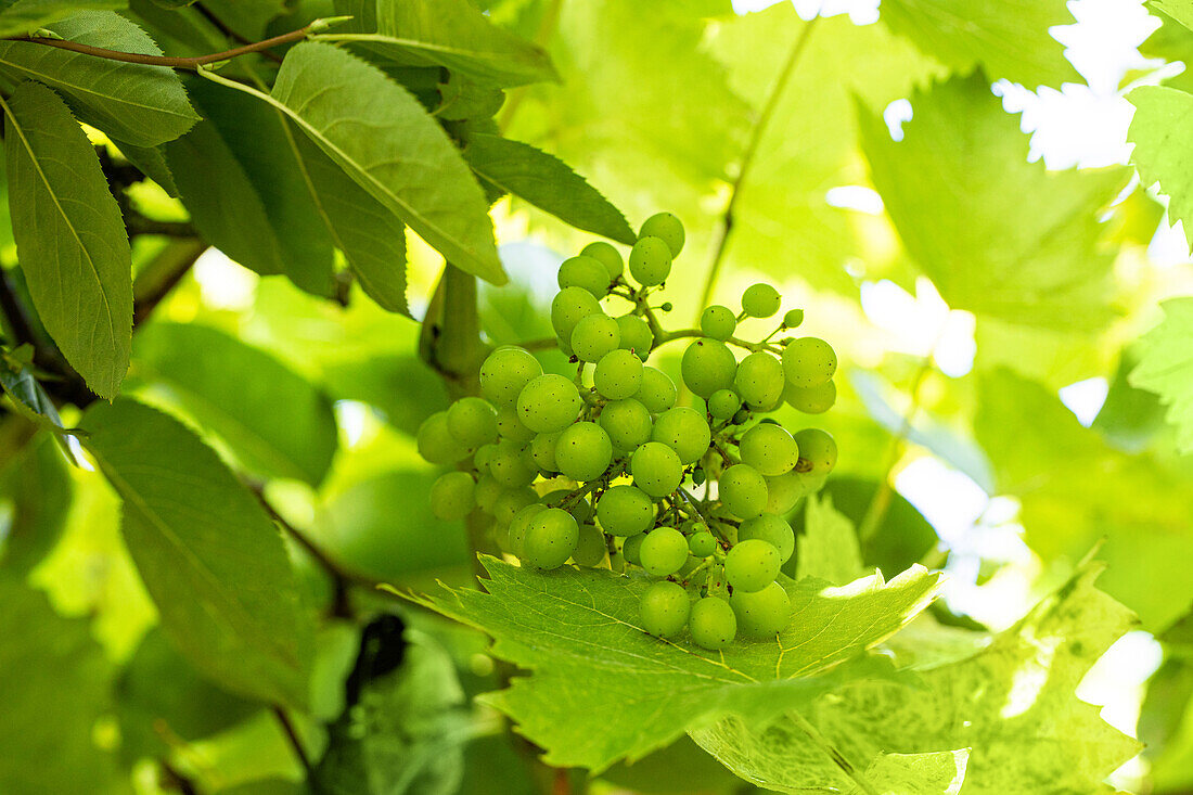 Vitis vinifera