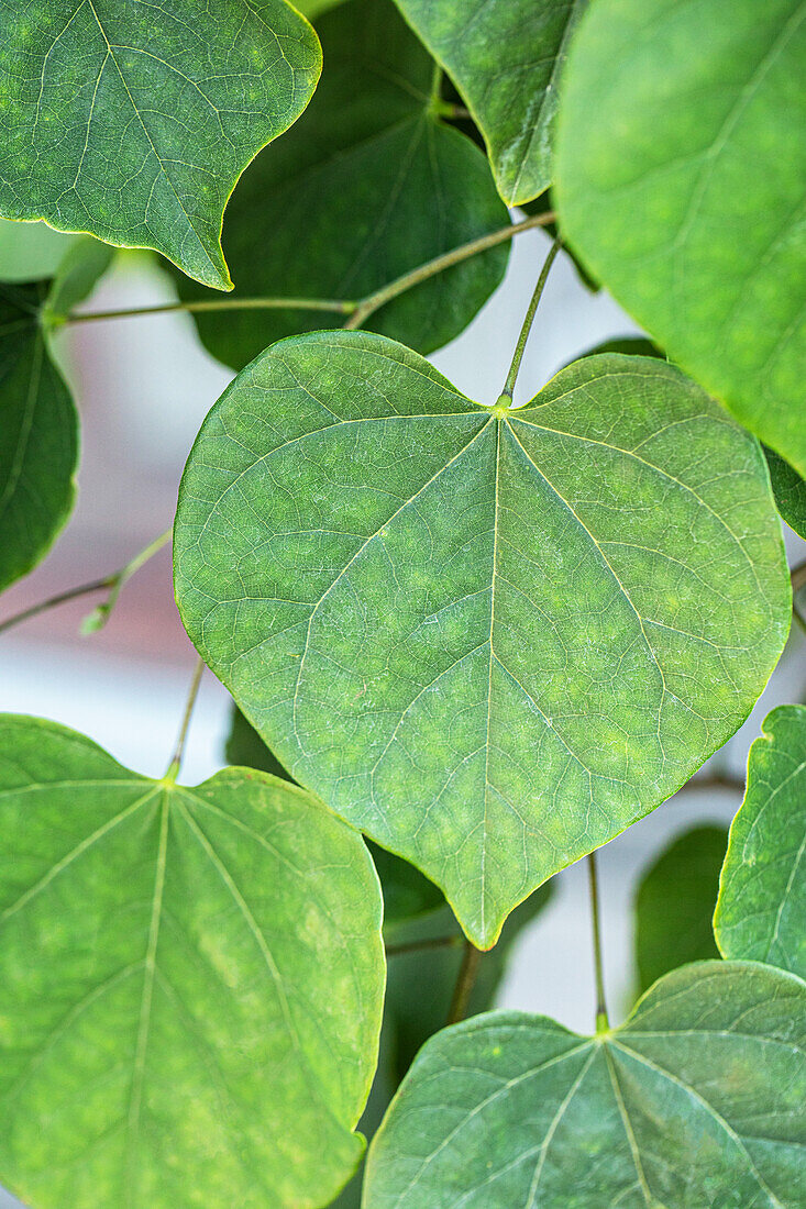 Cercis canadensis 'Cascading Hearts'