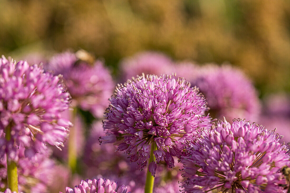 Allium aflatunense