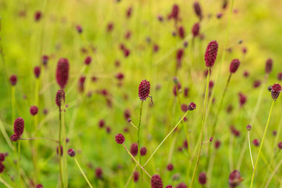 Sanguisorba officinalis 'Tanna'